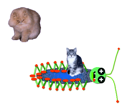 Cat Jump GIF