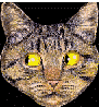 shifty cat is looking